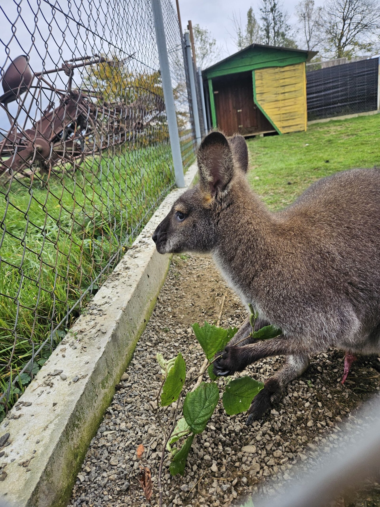 Zdjęcie WhatsApp 2024-05-21 o 14.52.33_1829efcb