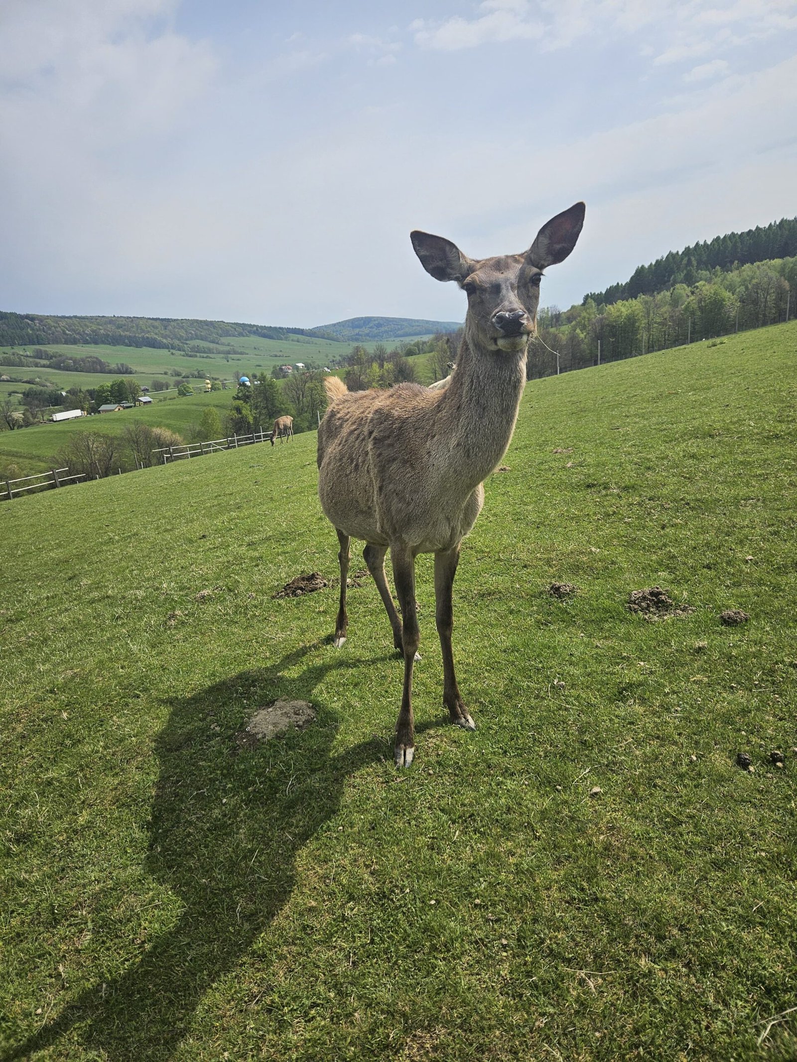 Zdjęcie WhatsApp 2024-05-21 o 14.52.33_a4f34195